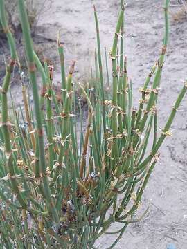 Image of Ephedra ochreata Miers