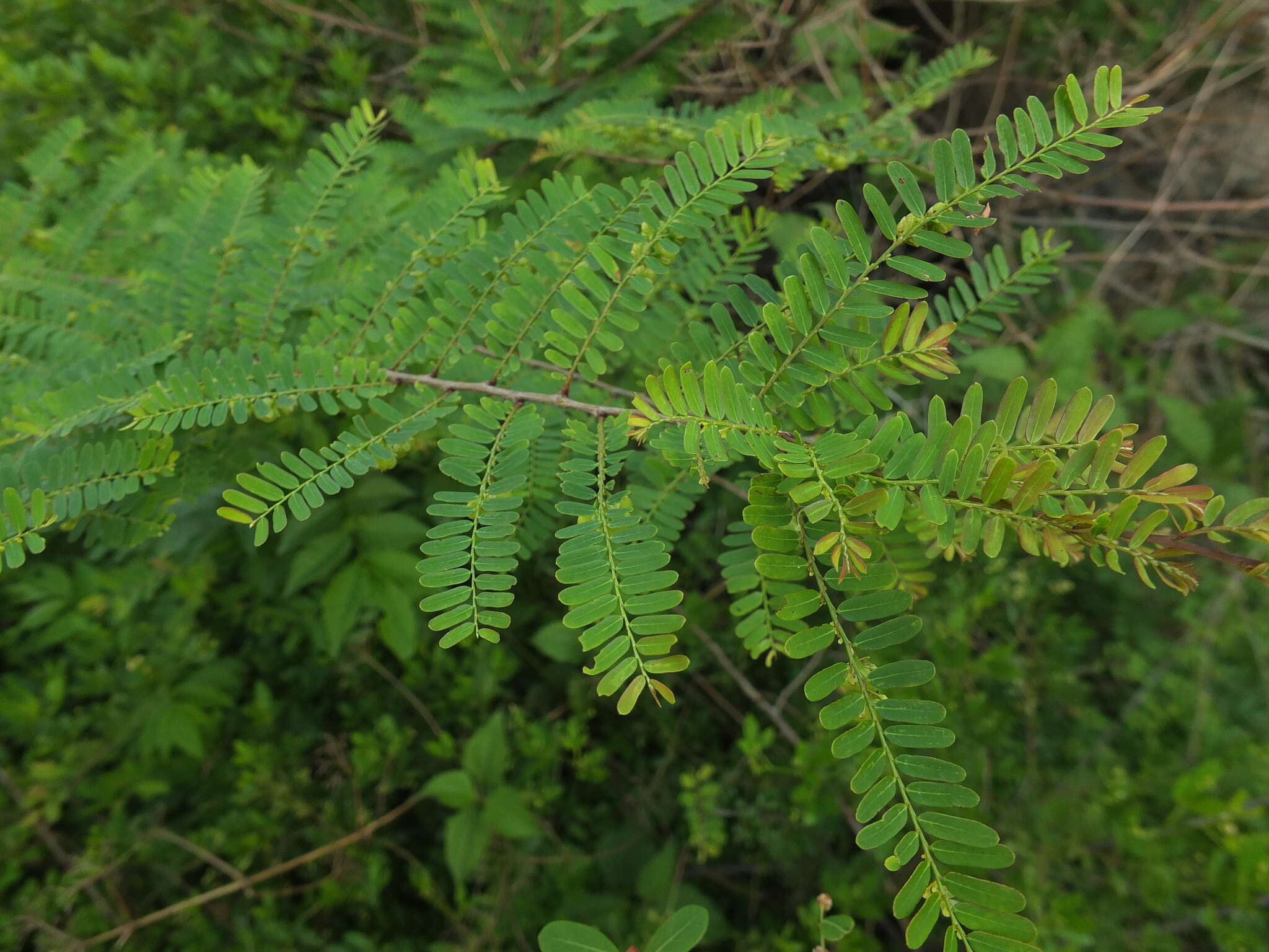 Image de Phyllanthus lawii J. Graham