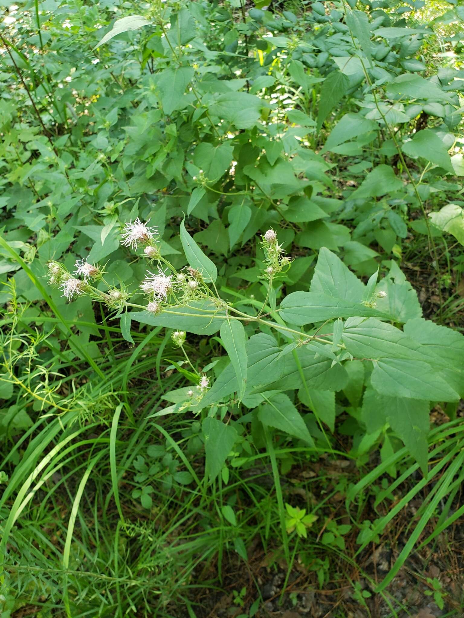 Plancia ëd Brickellia cordifolia Ell.