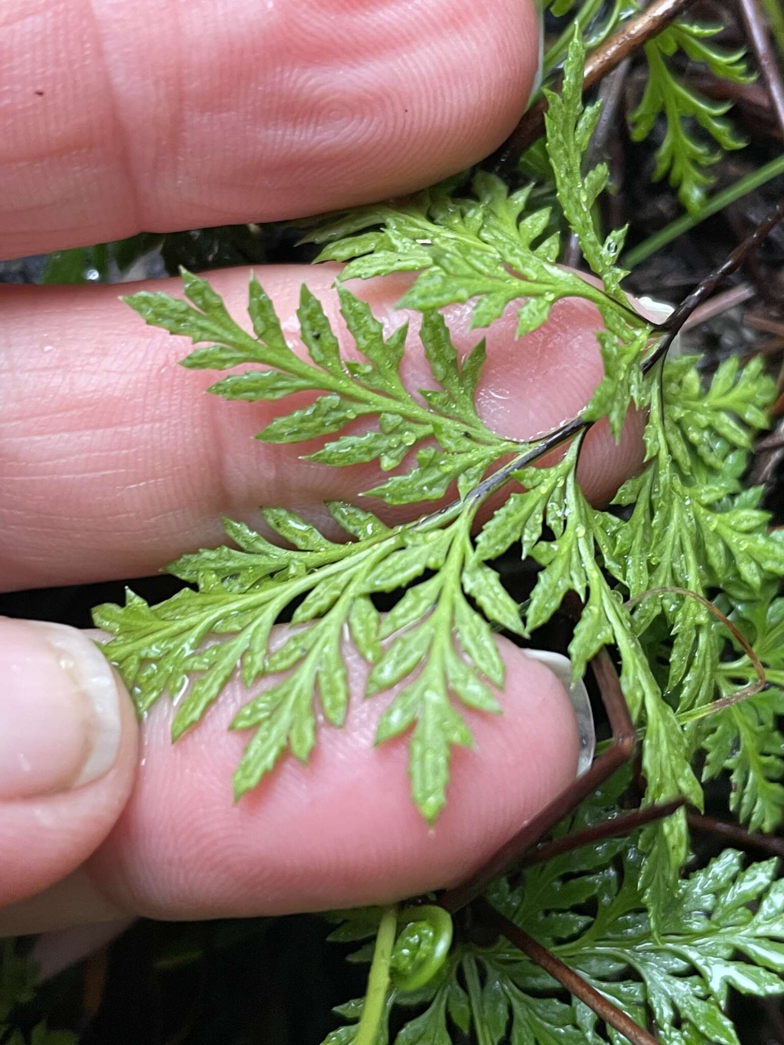 Image of tufted lacefern