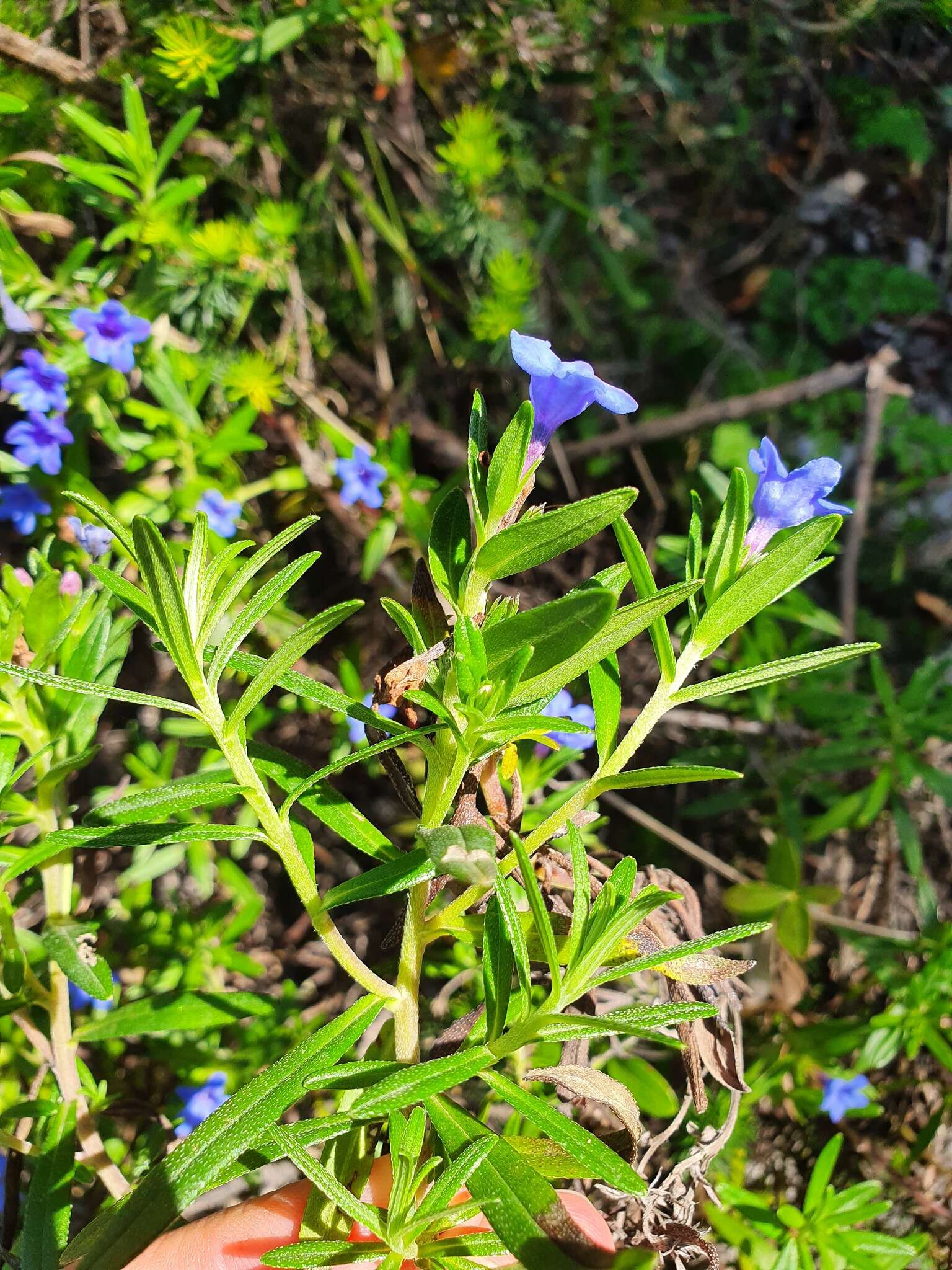 Plancia ëd Glandora rosmarinifolia (Ten.) D. C. Thomas