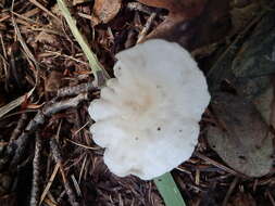 Image of Clitocybe phyllophila (Pers.) P. Kumm.