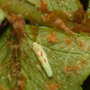 Image of Blackberry Leafhopper