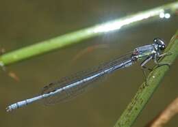 Image of Pseudagrion spernatum Selys 1881