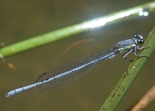 Image de Pseudagrion spernatum Selys 1881