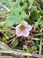 Sivun Geranium traversii Hook. fil. kuva