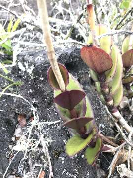 Image of Epidendrum calanthum Rchb. fil. & Warsz.