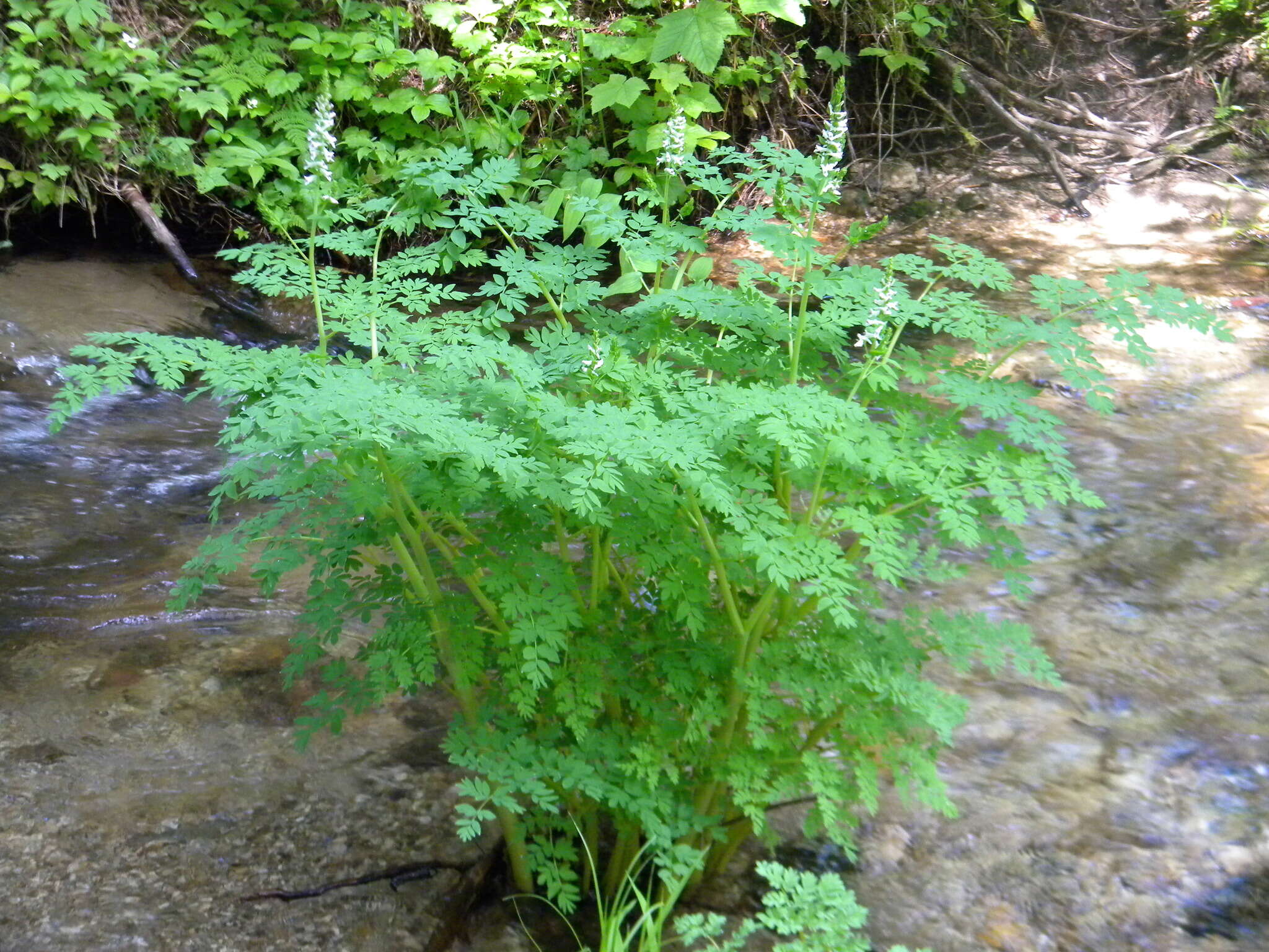 Image de Corydalis caseana subsp. hastata (Rydb.) G. B. Ownbey