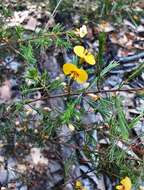 Image of Dillwynia tenuifolia DC.