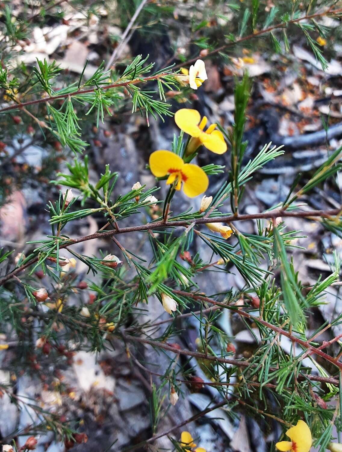 Image of Dillwynia tenuifolia DC.