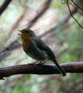 Image of Erithacus rubecula rubecula (Linnaeus 1758)