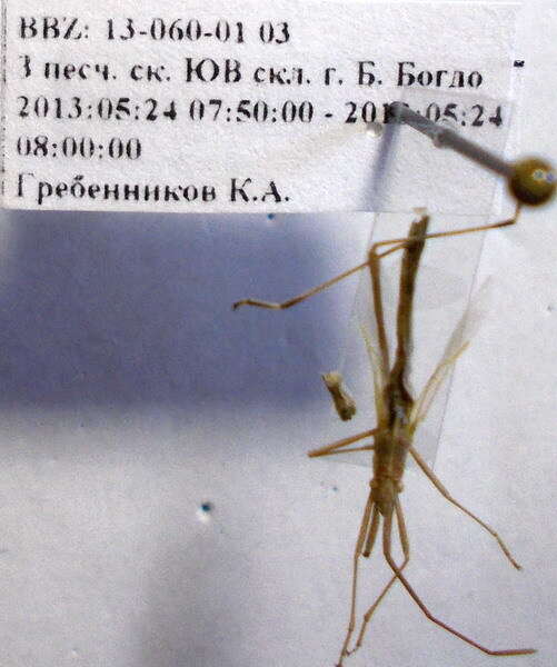 Image of Chorosoma gracile Josifov 1968