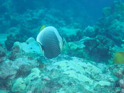 Image of Black Butterflyfish