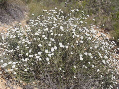 Image of Common Flowerbush
