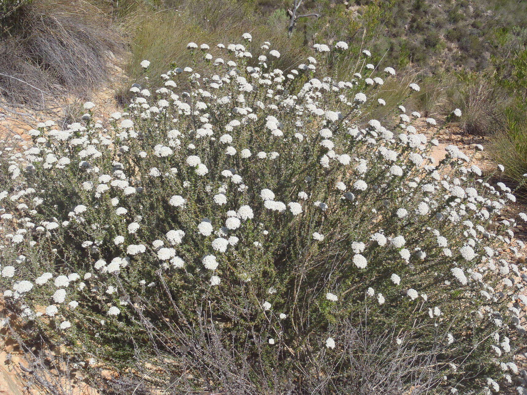 Image of Metalasia densa (Lam.) P. O. Karis