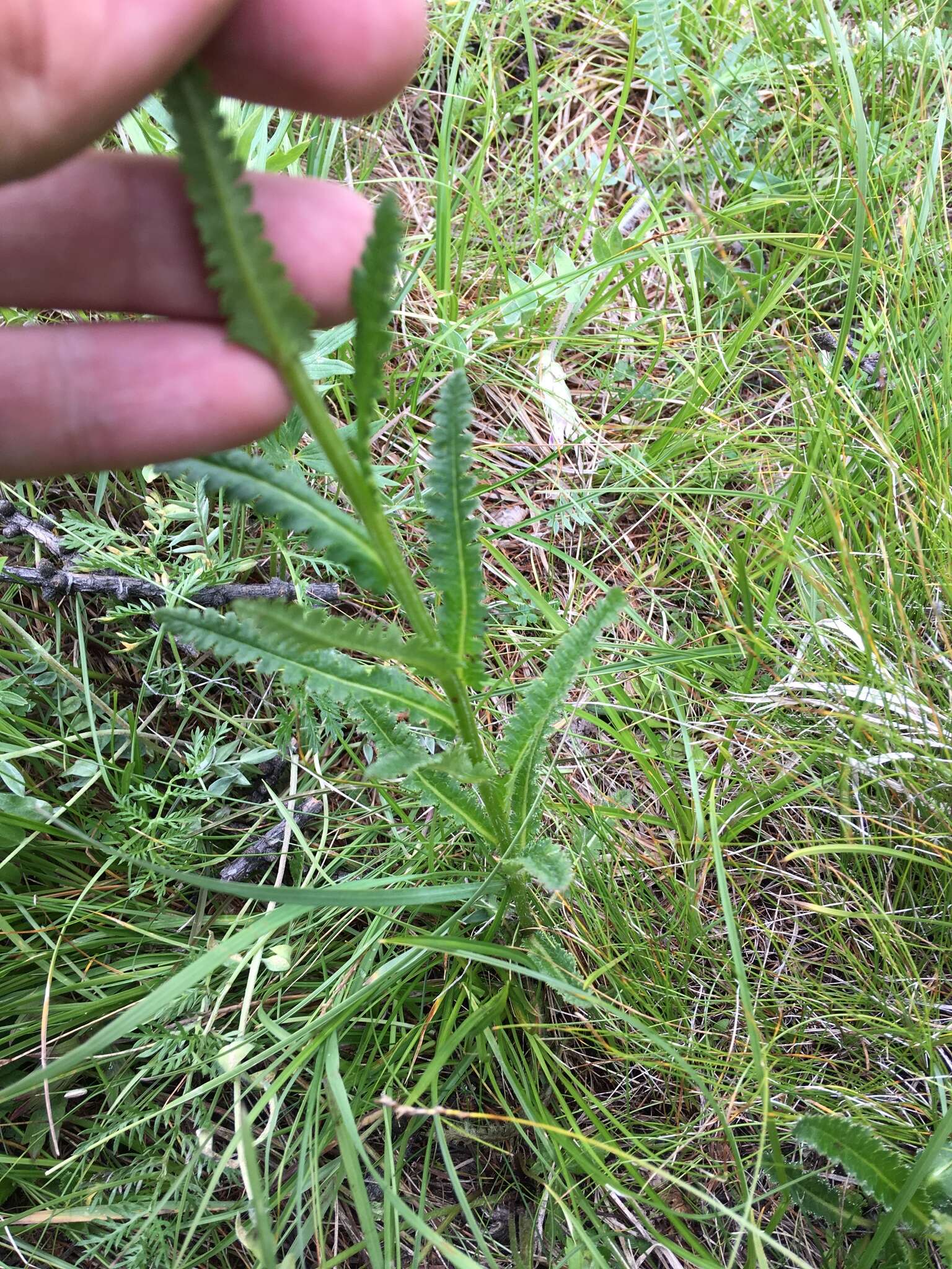 Image of Pedicularis tristis L.