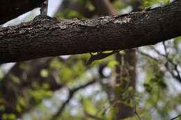 Image of Black-nosed Lizard