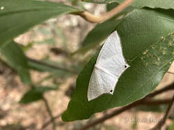 Image de Acropteris nanula Warren 1898