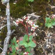 Plancia ëd Micranthes eriophora (S. Wats.) Small