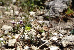 Image of Galium tenuissimum M. Bieb.