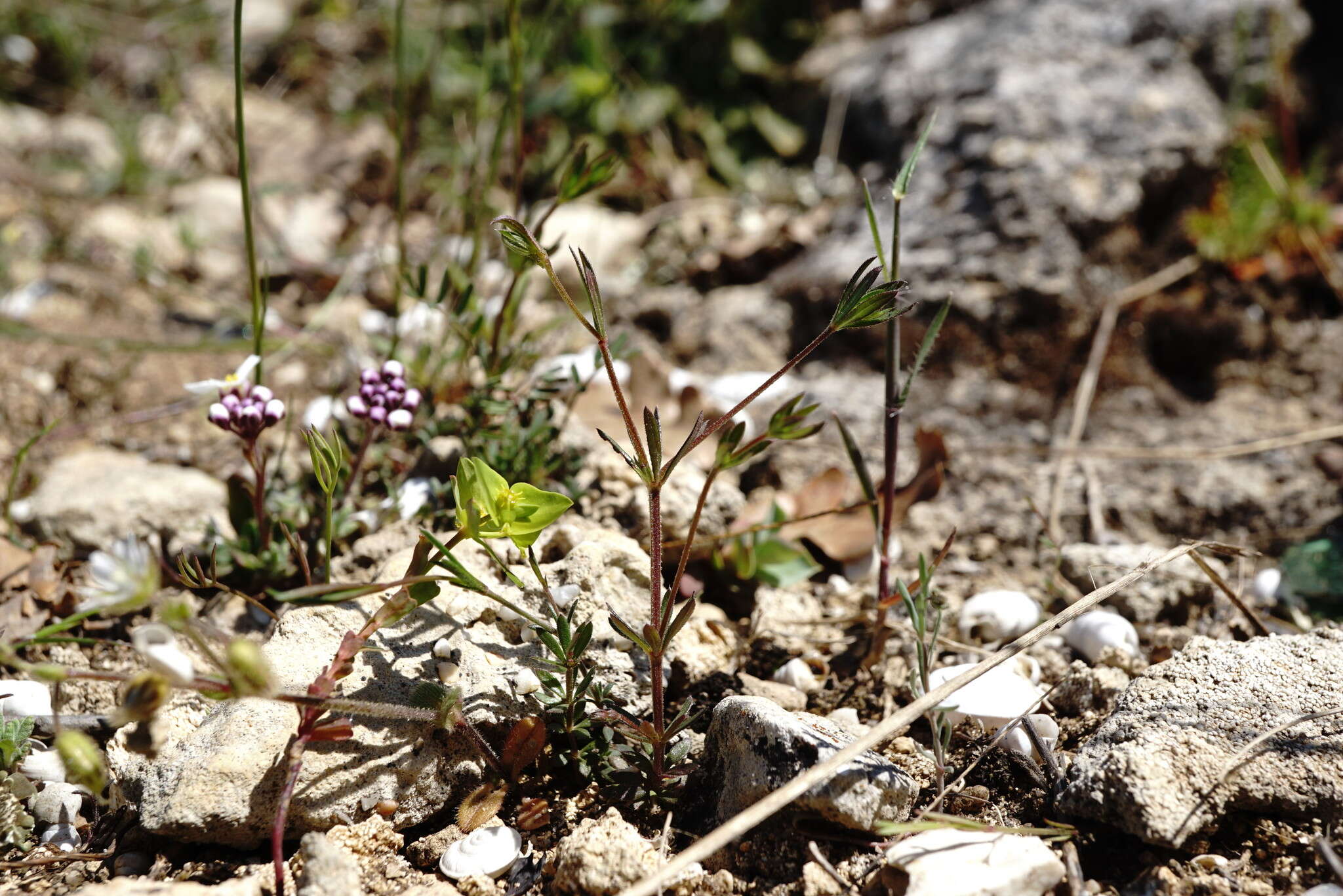 Imagem de Galium tenuissimum M. Bieb.