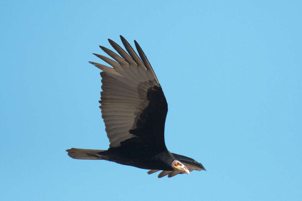 Image of Lesser Yellow-headed Vulture