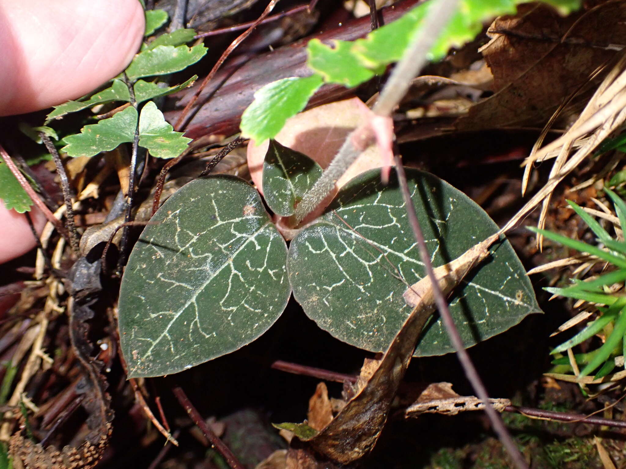 Image of Anoectochilus formosanus Hayata