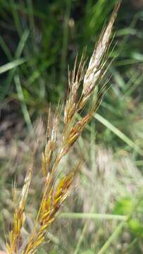 Image of Sorghastrum pellitum (Hack.) Parodi