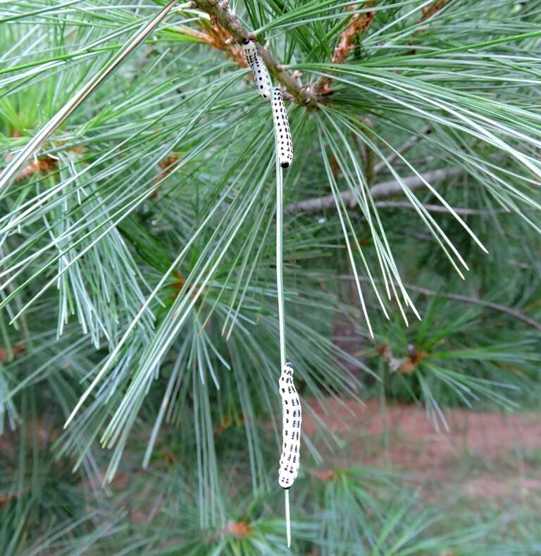 Image of White Pine Sawfly