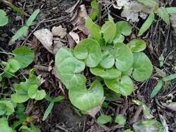 Image of Asarum europaeum subsp. europaeum