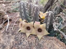 Imagem de Ceropegia thuretii (F. Cels) Bruyns