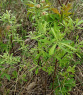 Image of prairie willow