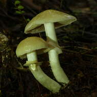 Слика од Cortinarius achrous E. Horak, Peintner, M. M. Moser & Vilgalys 2002