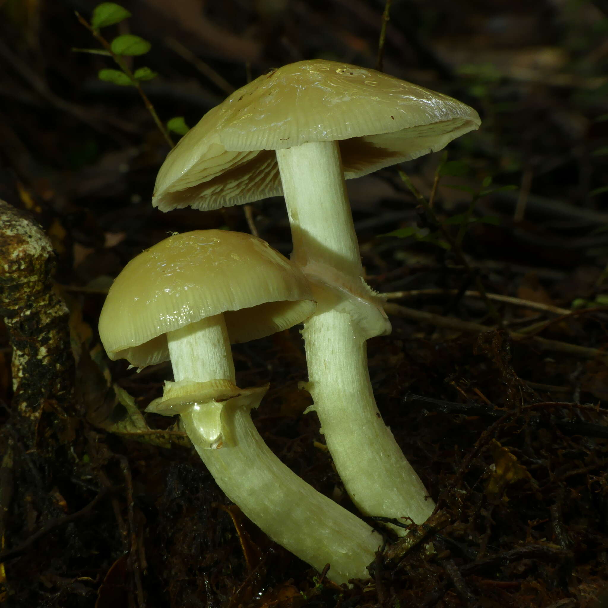 Plancia ëd Cortinarius achrous E. Horak, Peintner, M. M. Moser & Vilgalys 2002