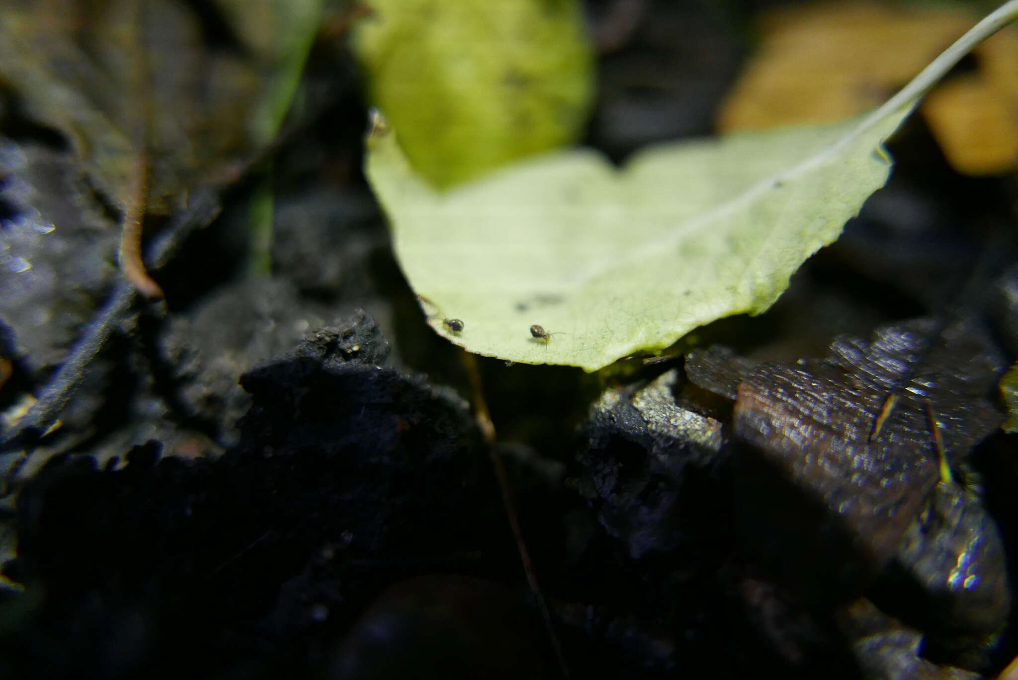 Image of Dicyrtomina saundersi (Lubbock & J 1862)