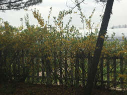 Imagem de Forsythia koreana (Rehder) Nakai