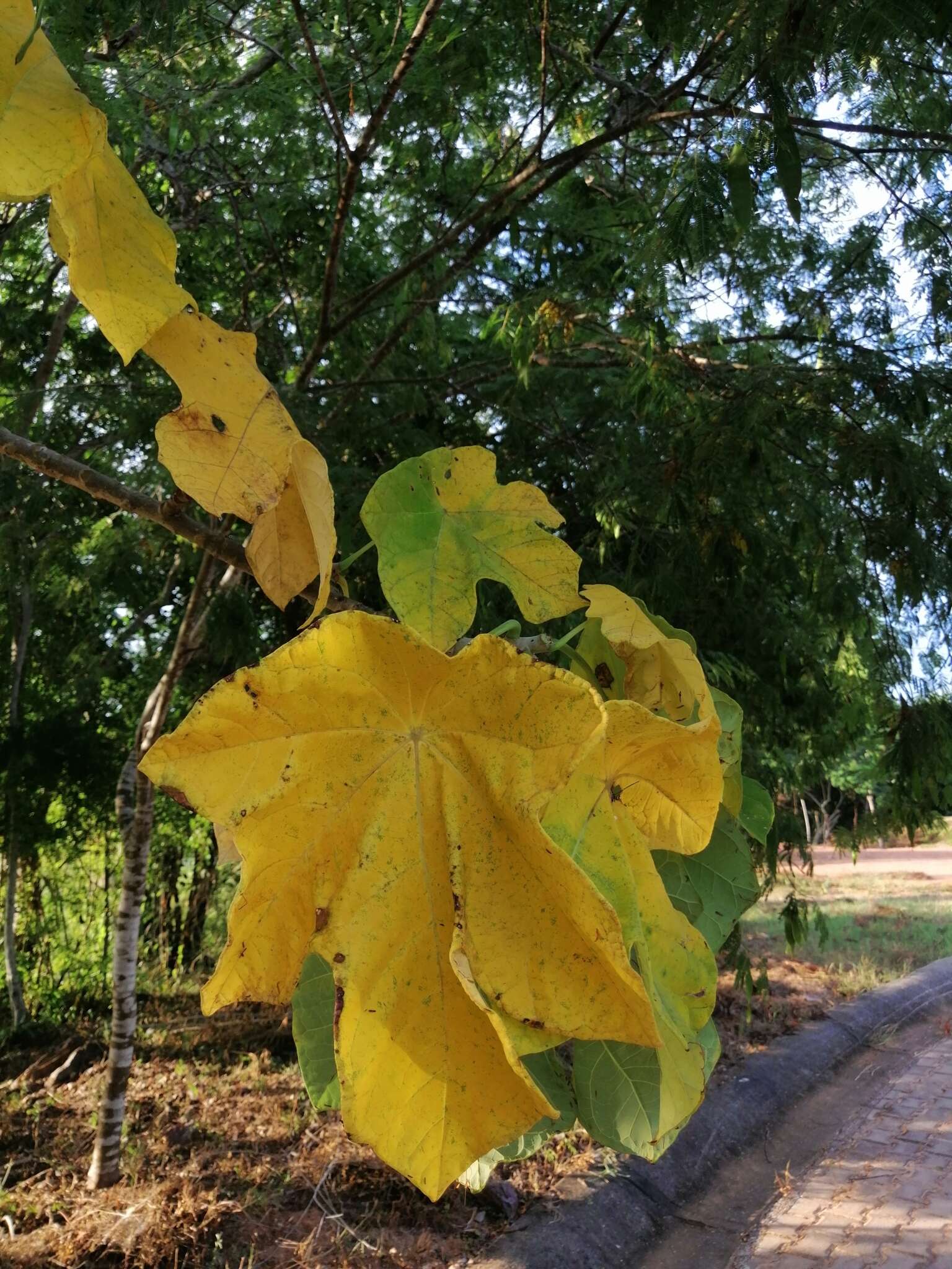 Image of Jatropha peltata Sessé