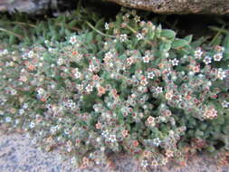 Image of <i>Crassula <i>lanuginosa</i></i> var. lanuginosa