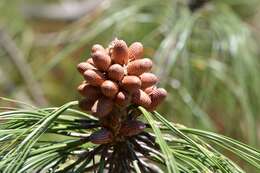 Image of False Weymouth Pine