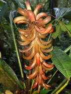 Image of Pitcairnia nigra (Carrière) André