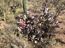 Sivun Opuntia santa-rita (Griffiths & Hare) Rose kuva