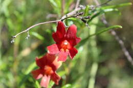 Image of red bush monkeyflower