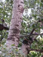 Image of Chinese white poplar