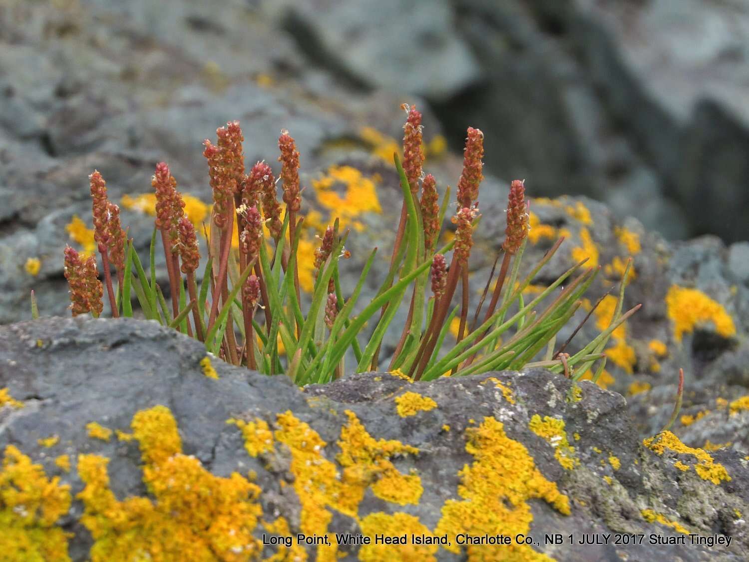 Image de Plantago maritima subsp. juncoides (Lam.) Hulten