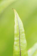 Imagem de Oleandra musifolia (Bl.) C. Presl