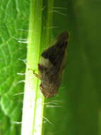 Image of European Alder Spittlebug