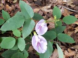 صورة Clitoria mariana L.