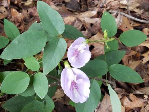 Clitoria mariana L. resmi