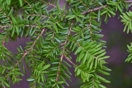 Image of western hemlock