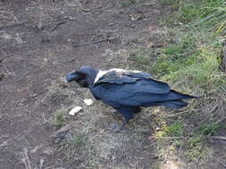 Image of White-necked Raven